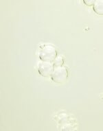 BEAUTY OF JOSEON Calming serum : Green tea + Panthenol 30ml - Imagen 3